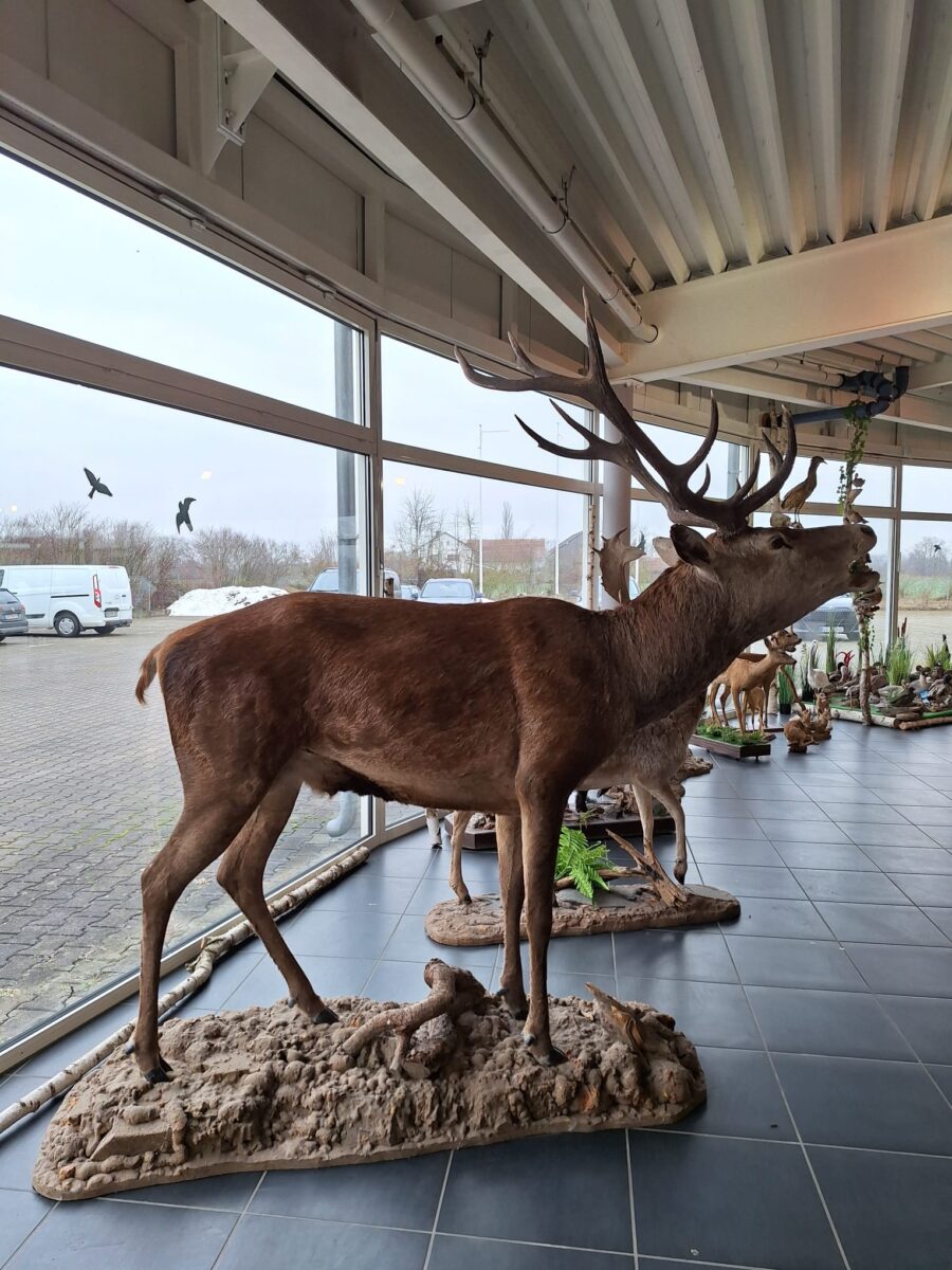 Dekobild Jagdschule Schlunugsraum