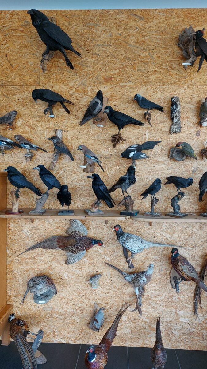 Dekobild Jagdschule Schlunugsraum